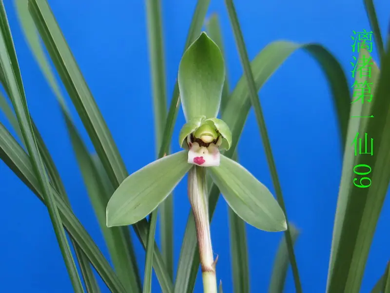 春兰 漓渚第一仙