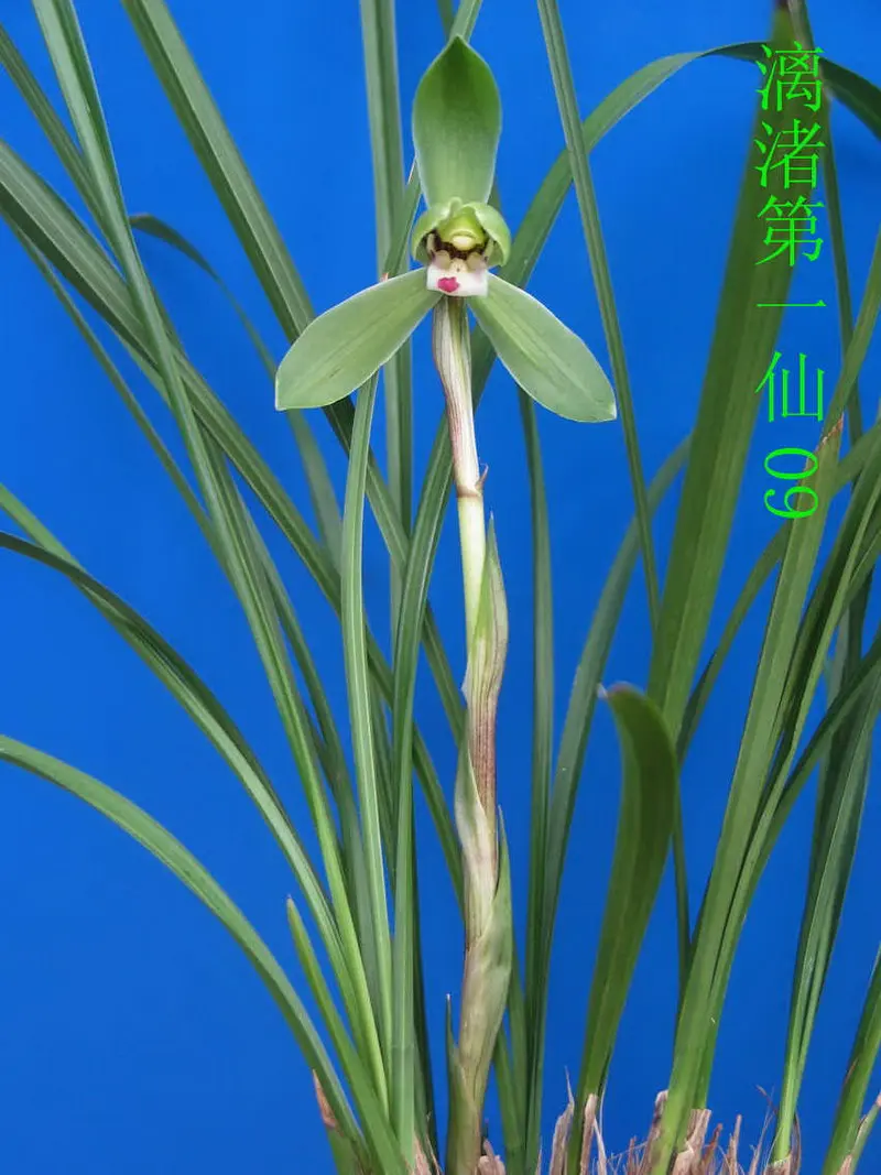 春兰 漓渚第一仙