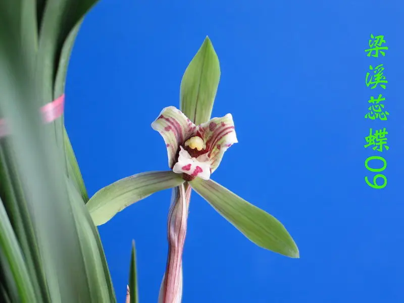 春兰 梁溪蕊蝶