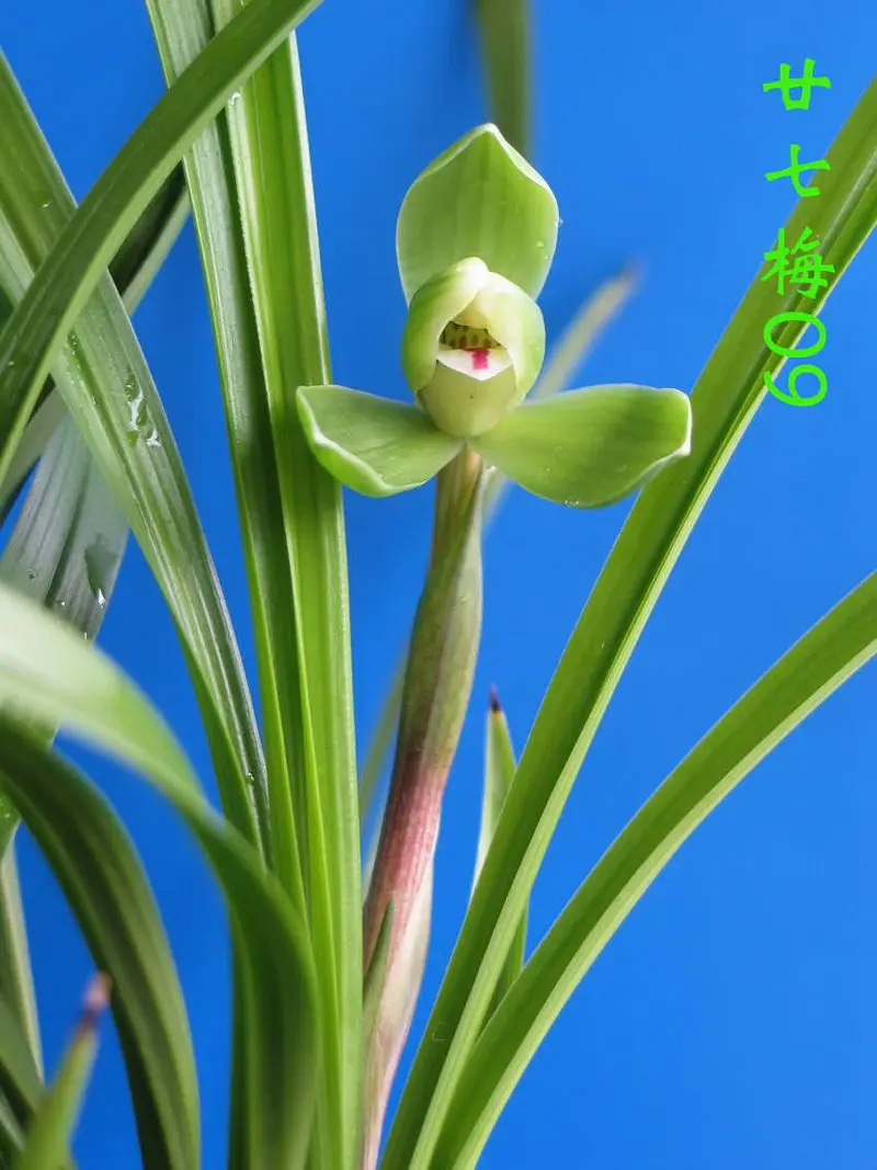 春兰 廿七梅
