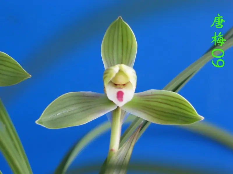 春兰 唐梅