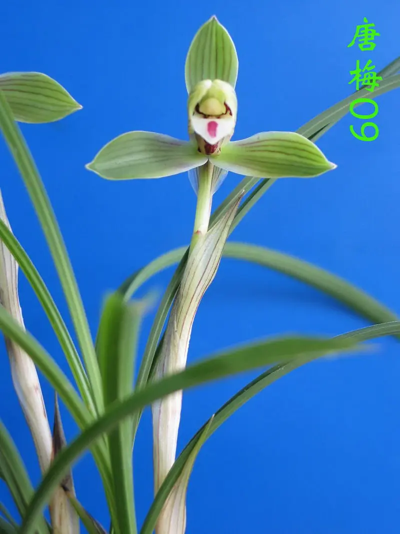 春兰 唐梅