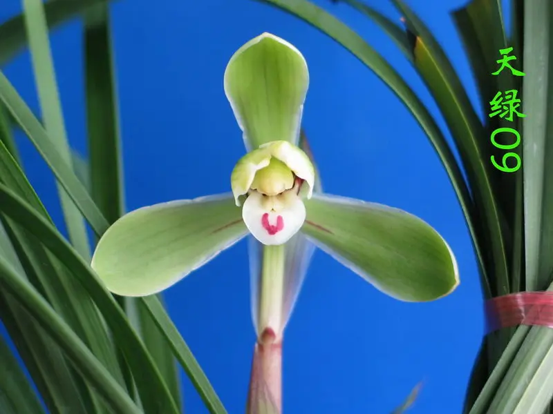 春兰 天绿