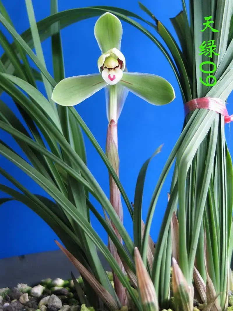 春兰 天绿