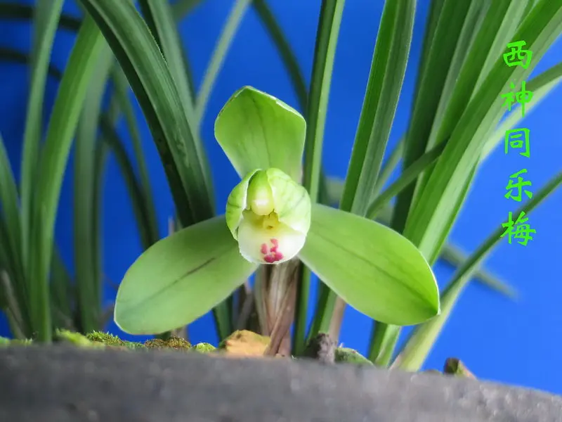 春兰 西神同乐梅