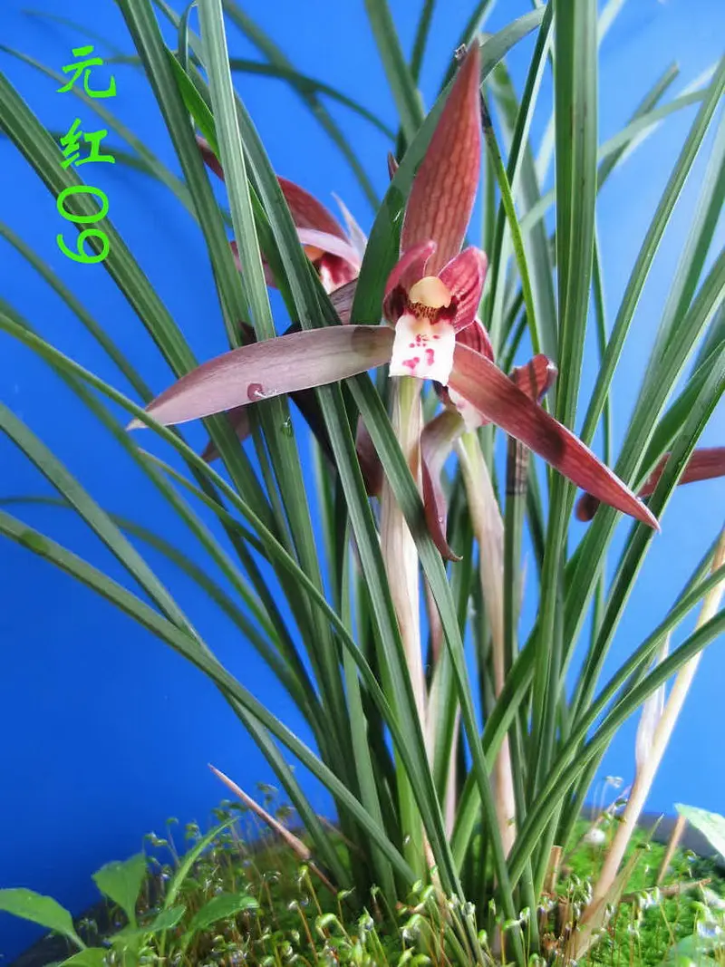 春兰 元红
