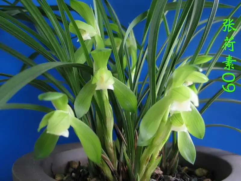 春兰 张荷素