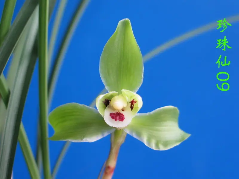 春兰 珍珠仙