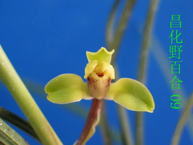 蕙兰 昌化野百合