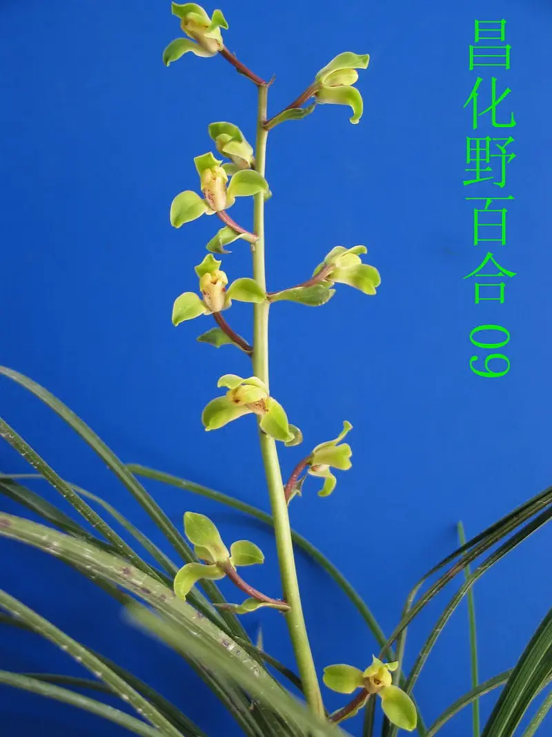 蕙兰 昌化野百合