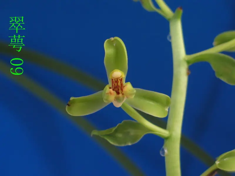 蕙兰 翠萼