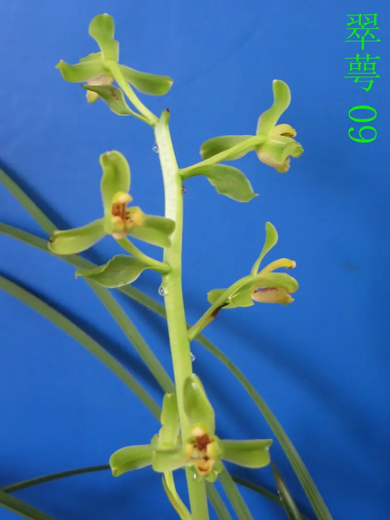 蕙兰 翠萼