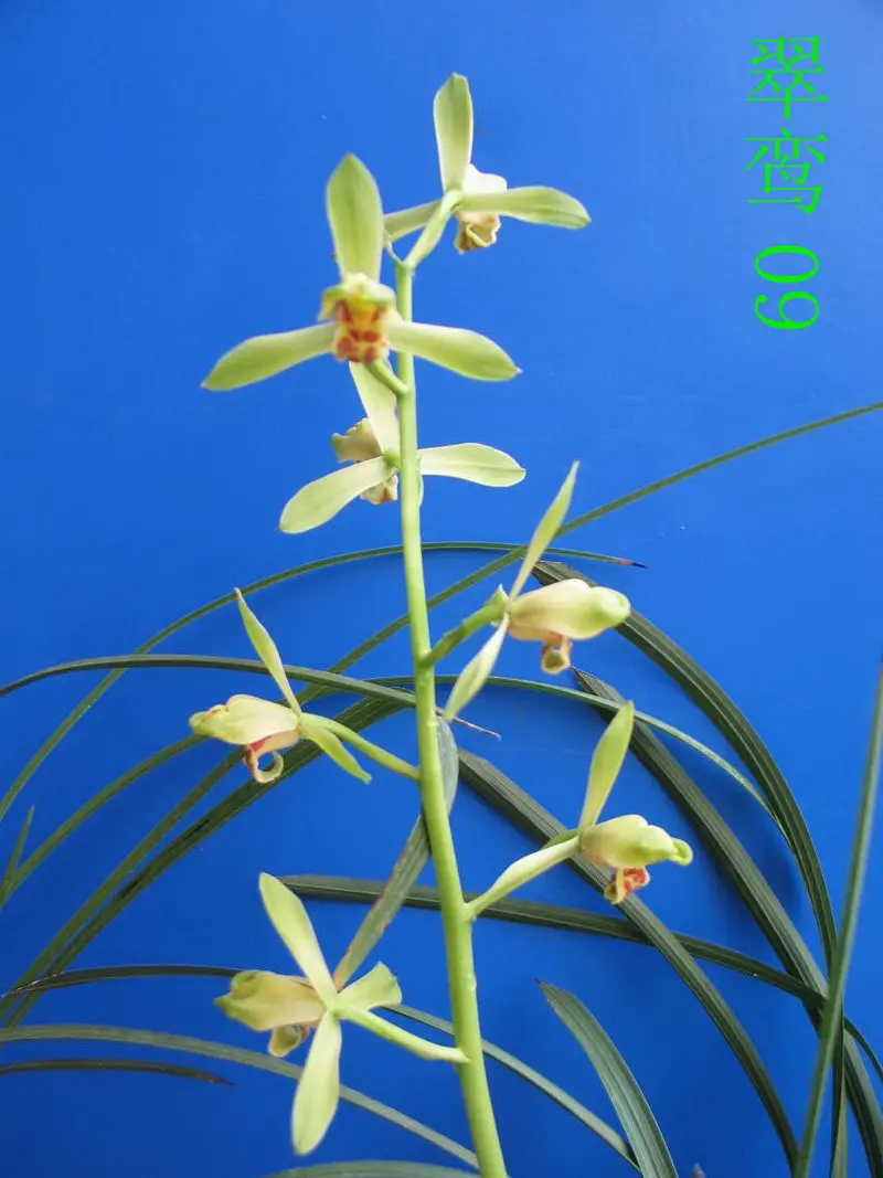 蕙兰 翠鸾