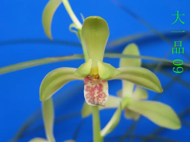 蕙兰 大一品