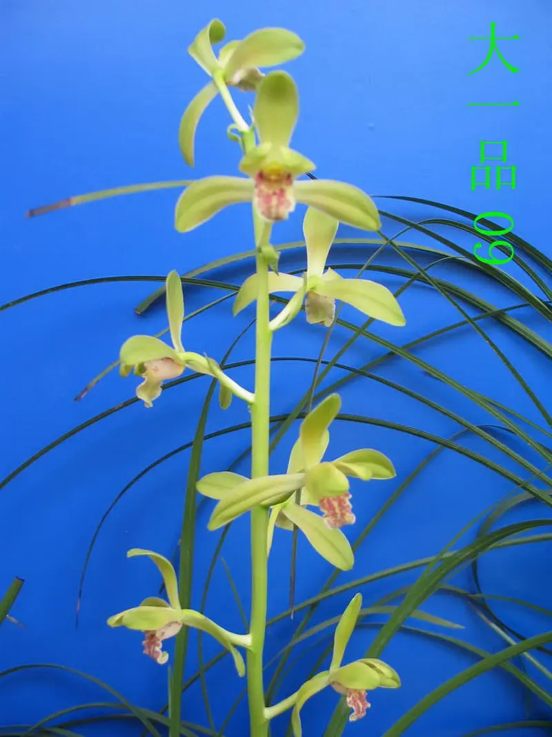 蕙兰 大一品