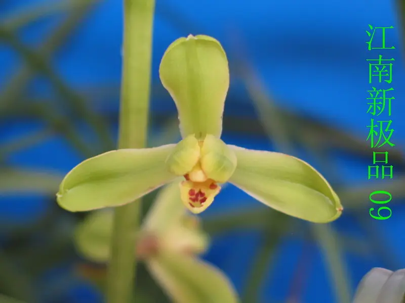 蕙兰 江南新极品