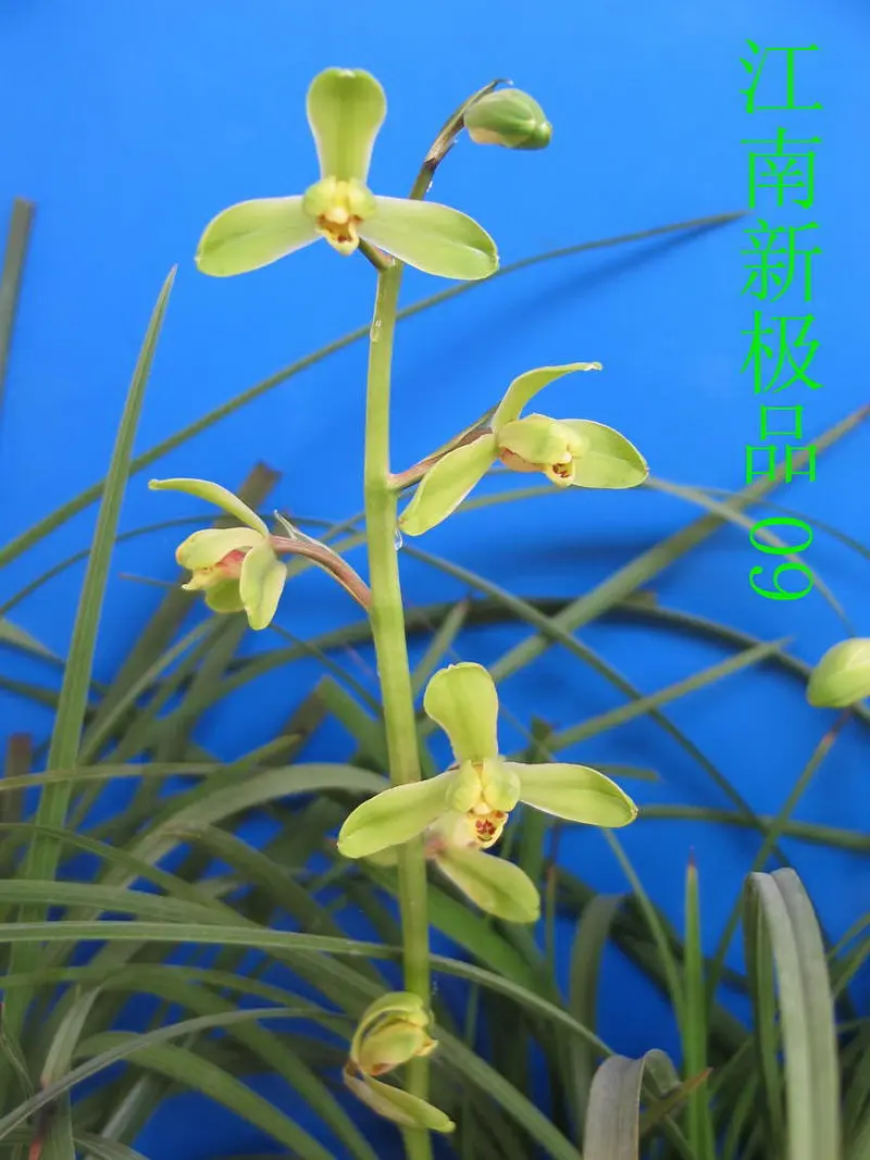 蕙兰 江南新极品