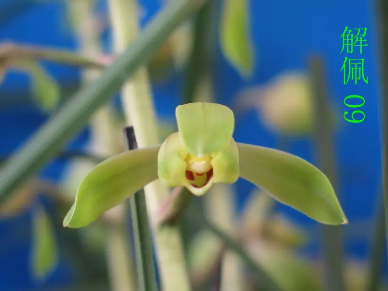蕙兰 解佩
