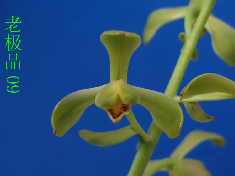 蕙兰 老极品
