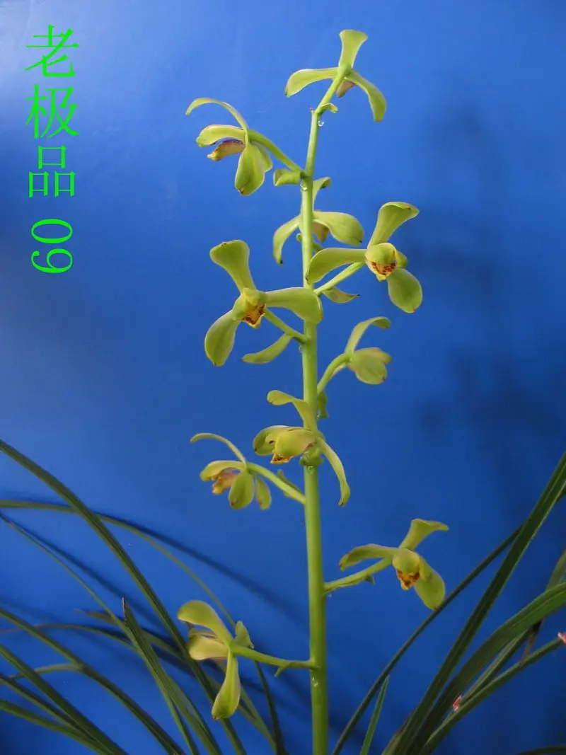 蕙兰 老极品