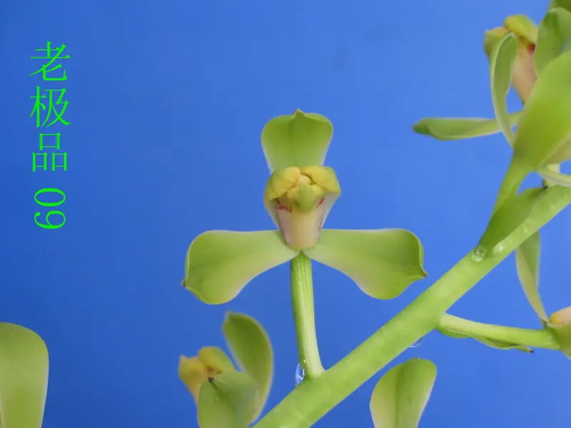 蕙兰 老极品