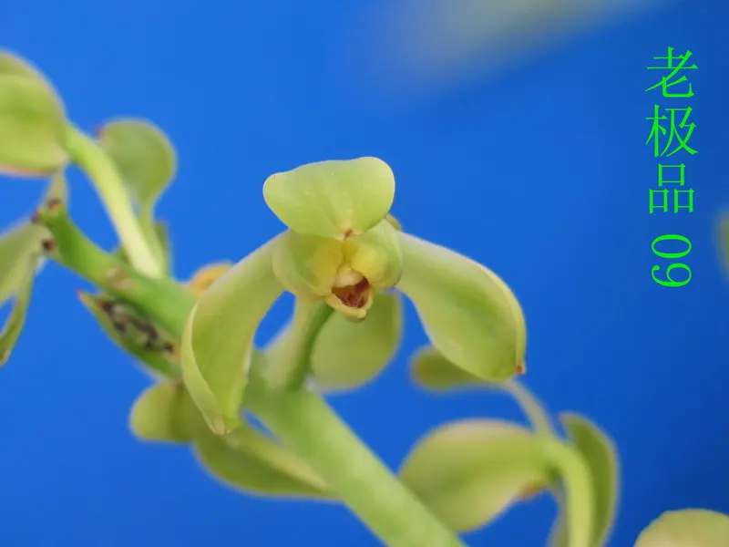 蕙兰 老极品