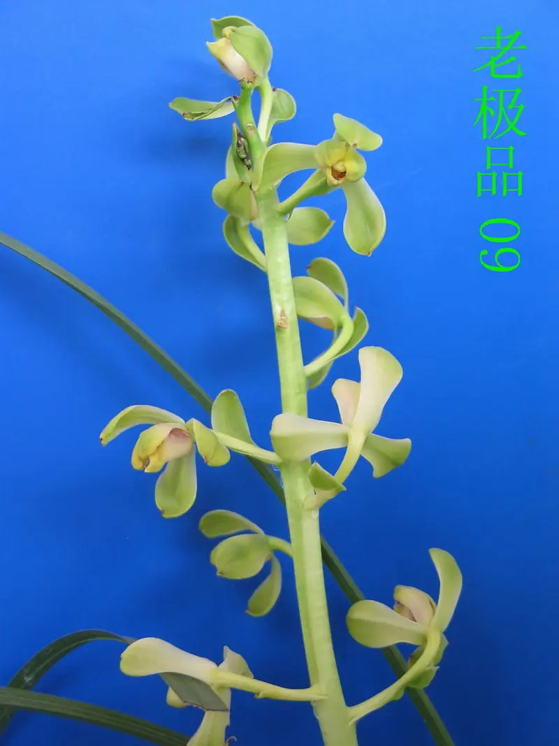 蕙兰 老极品
