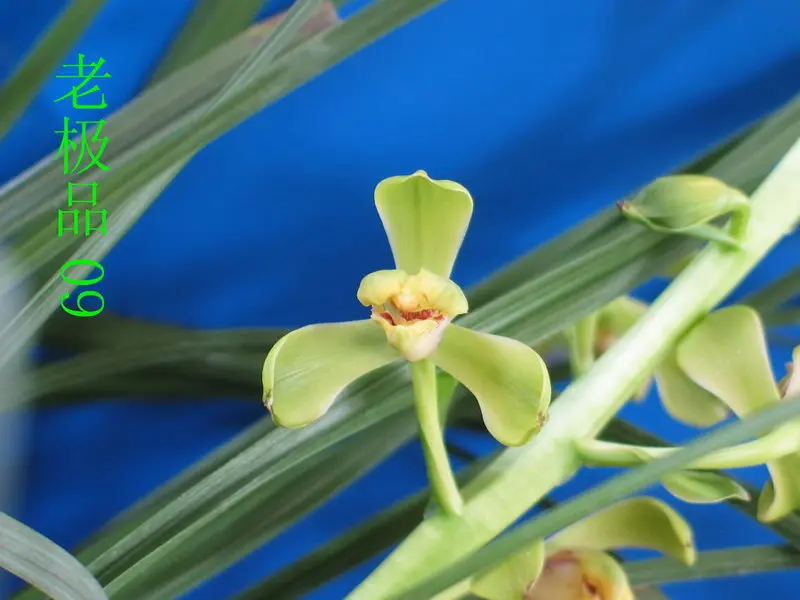 蕙兰 老极品