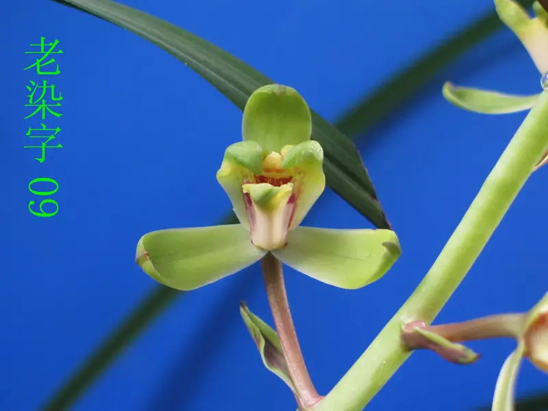蕙兰 老染字