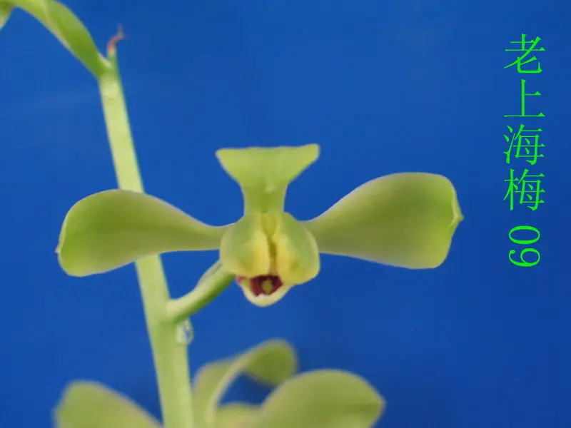 蕙兰 老上海梅