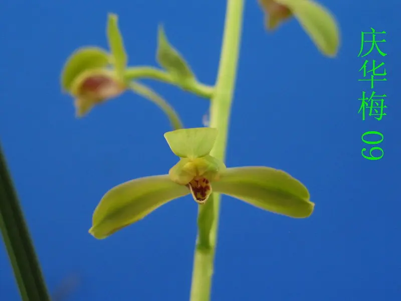 蕙兰 庆华梅
