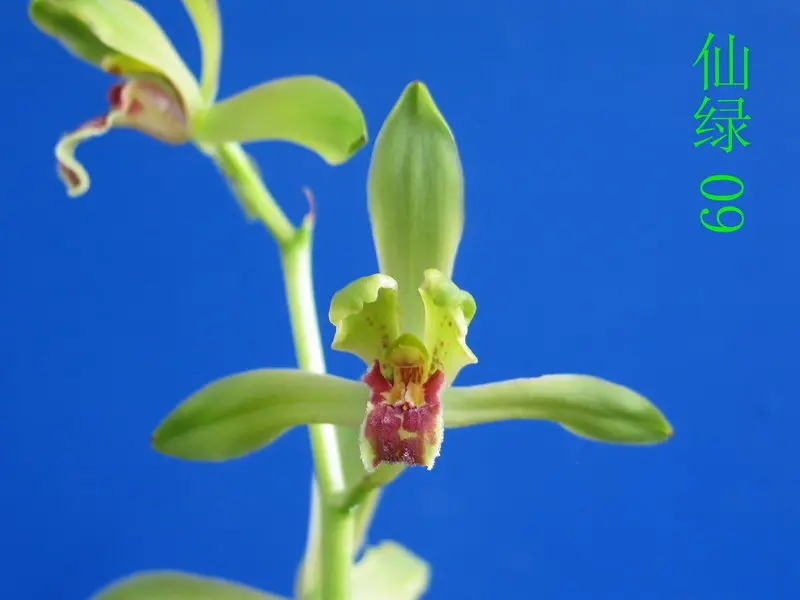 蕙兰 仙绿
