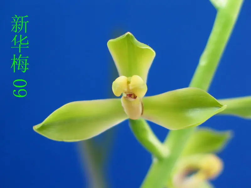 蕙兰 新华梅