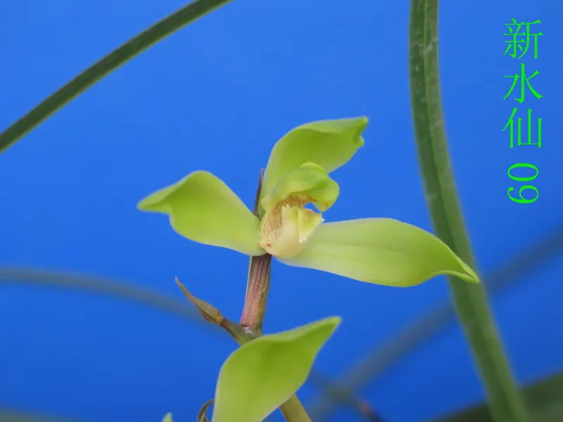 蕙兰 新水仙