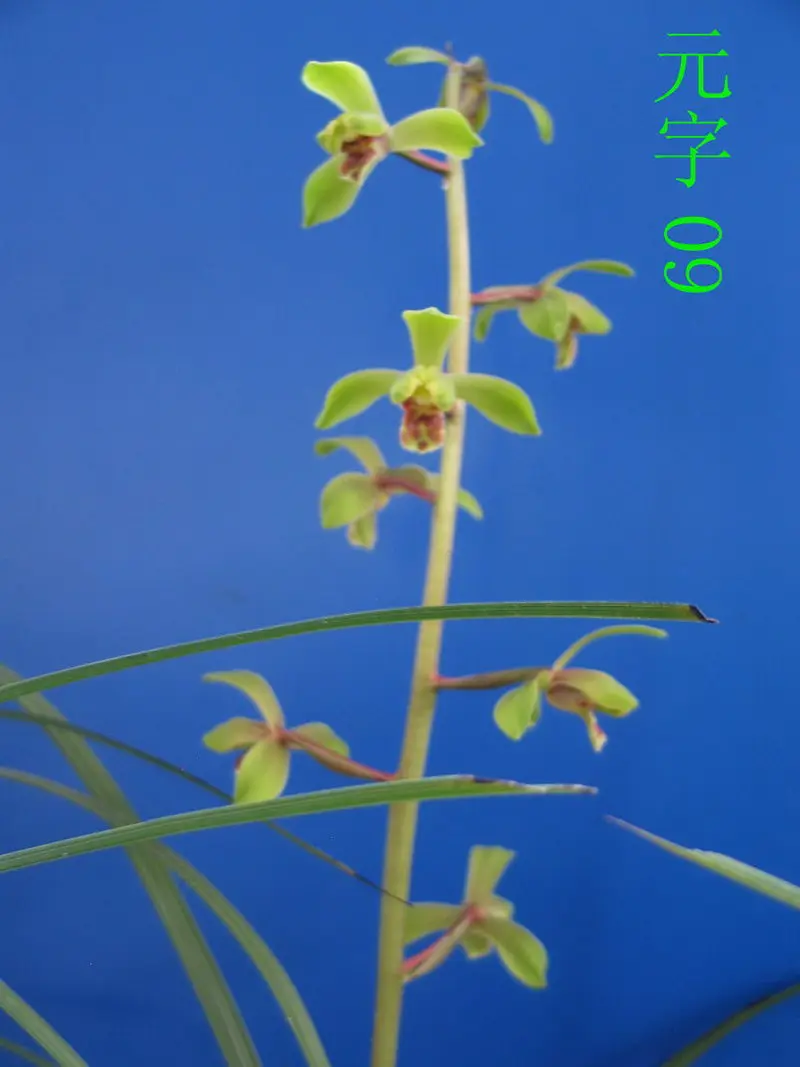 蕙兰 元字
