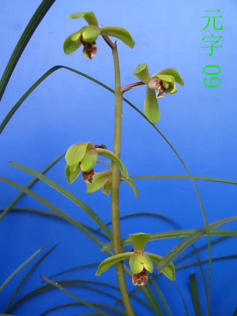 蕙兰 元字