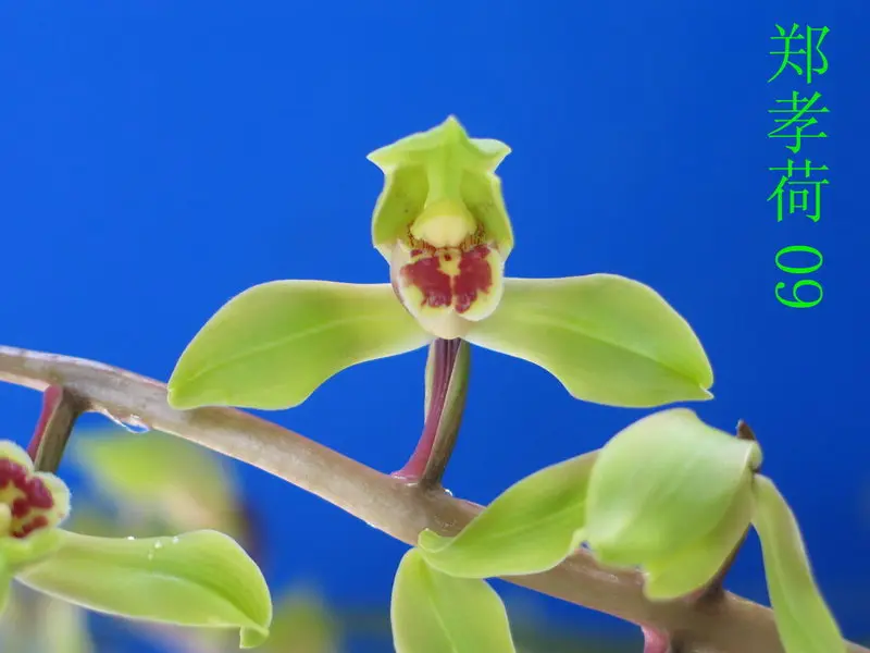 蕙兰 郑孝荷