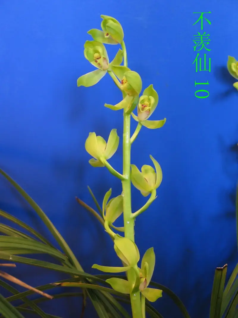 蕙兰 不羡仙