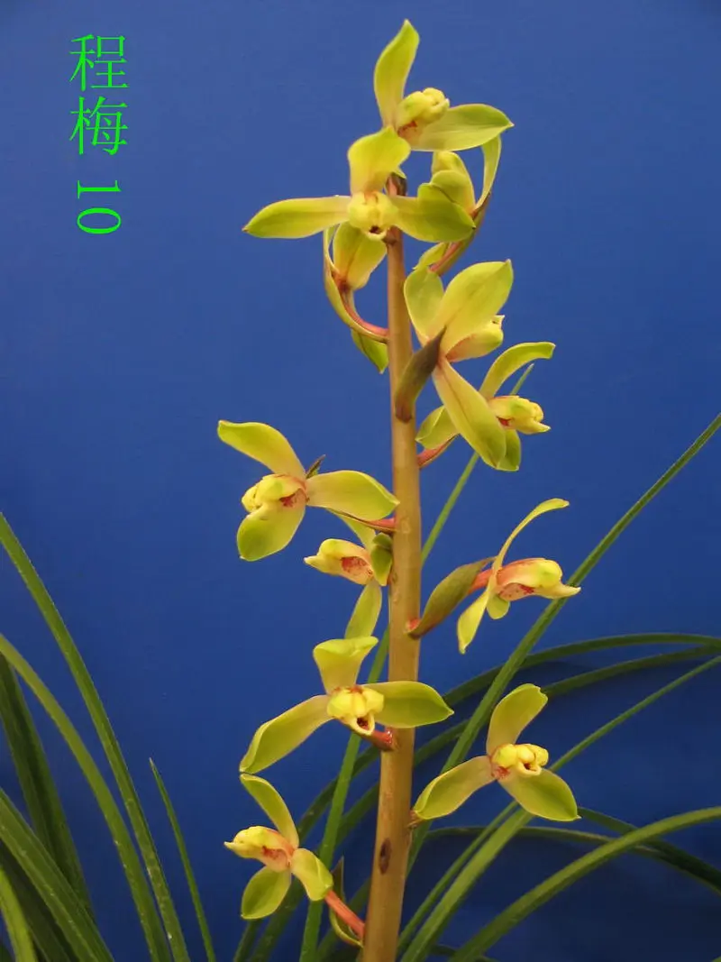 蕙兰 程梅