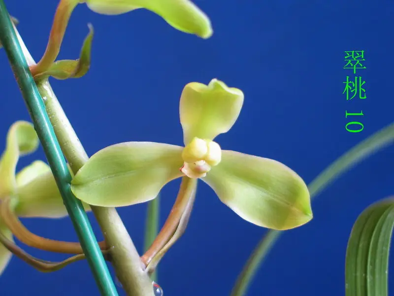 蕙兰 翠桃