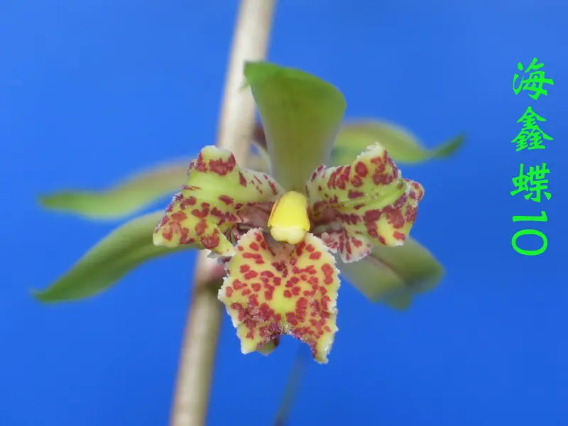 蕙兰 海鑫蝶