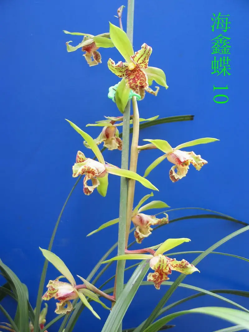 蕙兰 海鑫蝶
