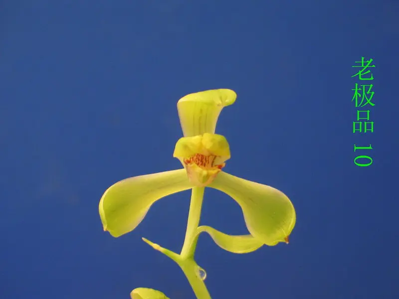 蕙兰 老极品