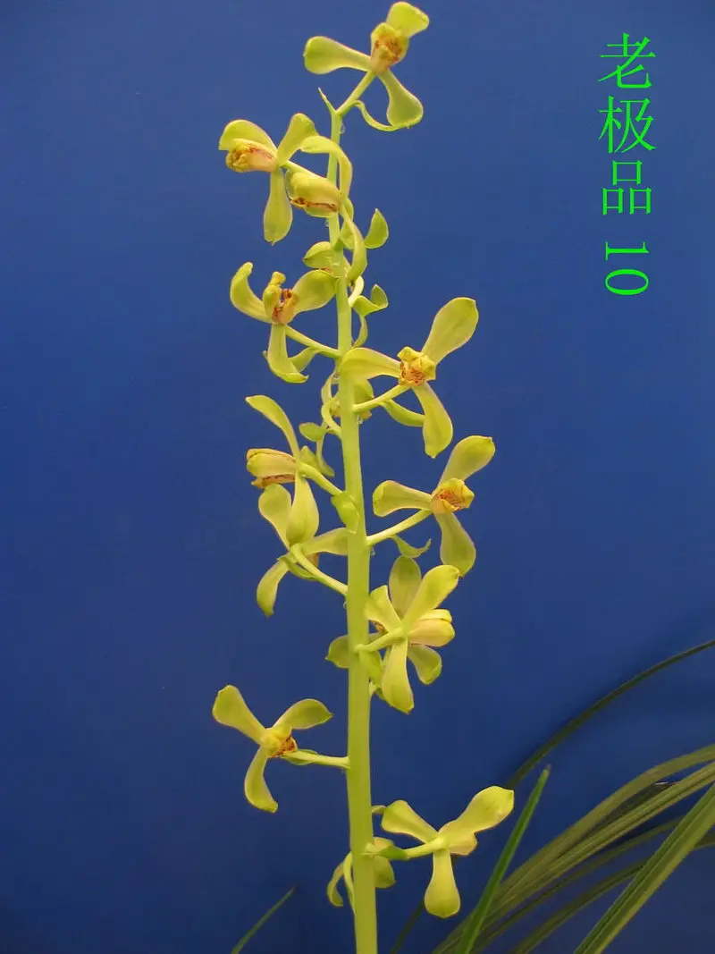 蕙兰 老极品