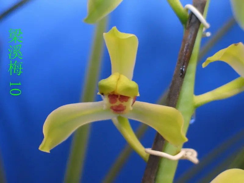 蕙兰 梁溪梅