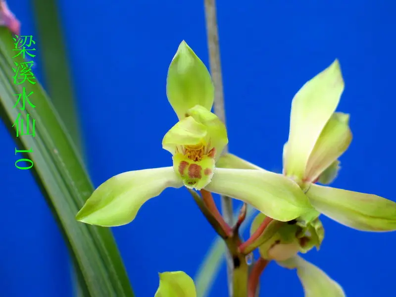 蕙兰 梁溪水仙