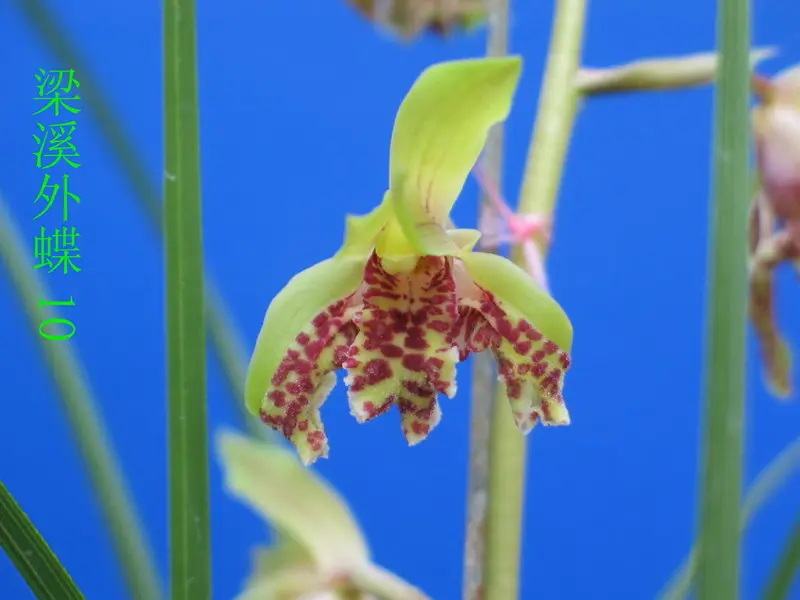 蕙兰 梁溪外蝶