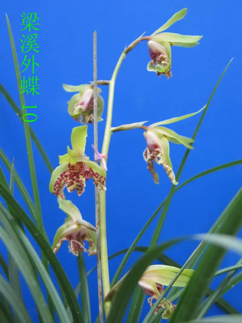 蕙兰 梁溪外蝶