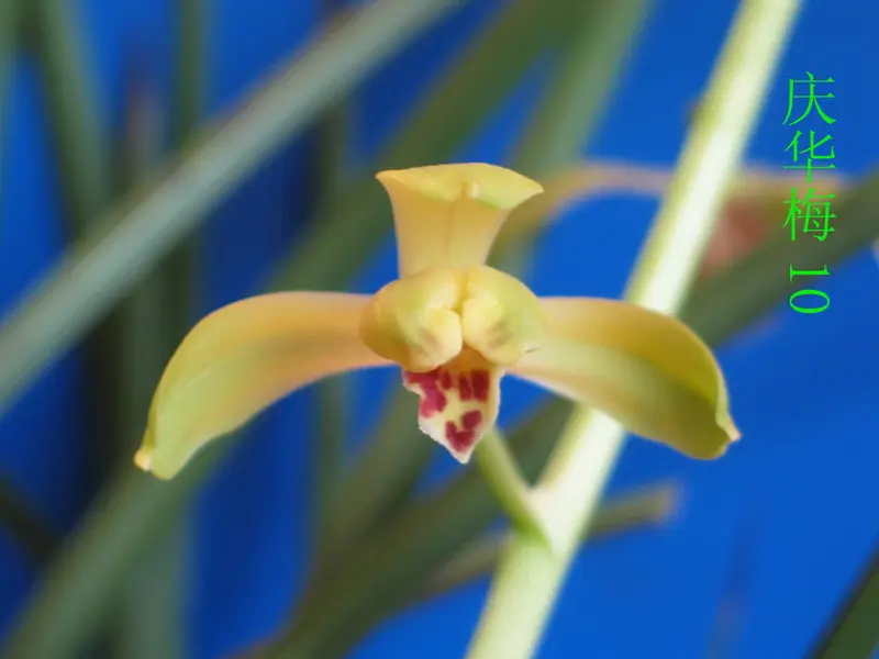 蕙兰 庆华梅