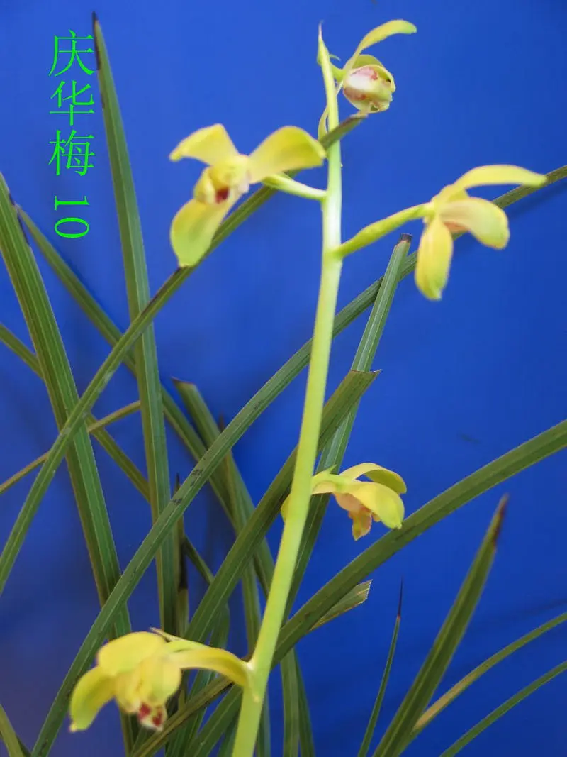 蕙兰 庆华梅